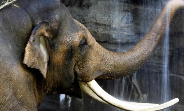 Cher respalda la demanda sobre los elefantes del zoológico de La: “cumplieron su tiempo”