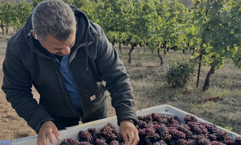 Los legisladores de Oregon dicen que las redadas de hielo dirigidas a los trabajadores de los viñedos harán un “gran daño” a la economía