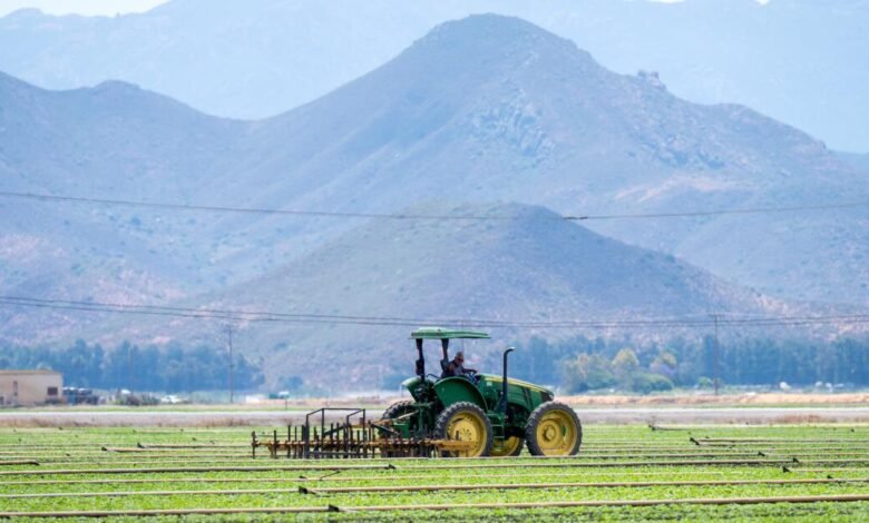 A medida que se lanza la cosecha de verano, la incertidumbre se cuelga sobre los campos de California