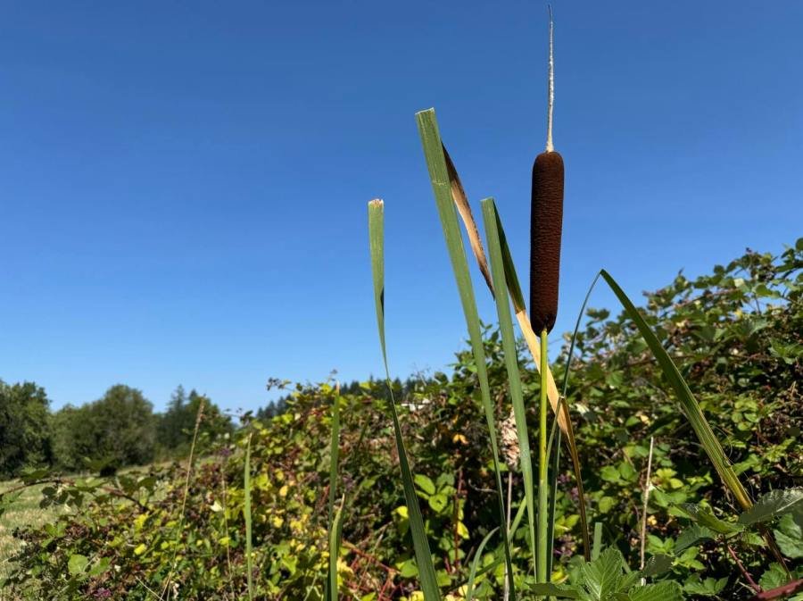 Trivia meteorológica Martes: ¿Por qué el verano es tan seco?