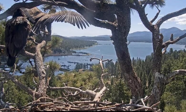 Big Bear Eaglet Sunny vuela el nido. Ver el momento agridulce