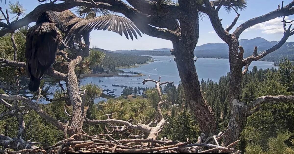Big Bear Eaglet Sunny vuela el nido. Ver el momento agridulce