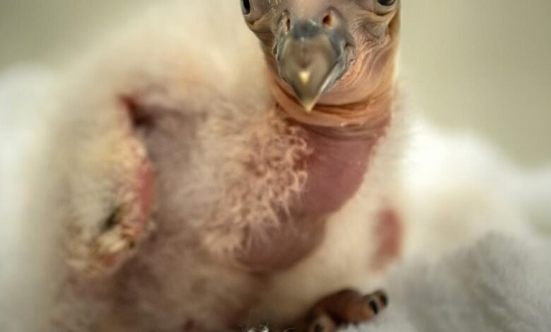El zoológico de Los Ángeles acaba de criar 10 pollitos sanos de California Cóndor