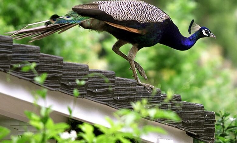 Rancho Palos Verdes planea grandes recortes a la población de pavo real