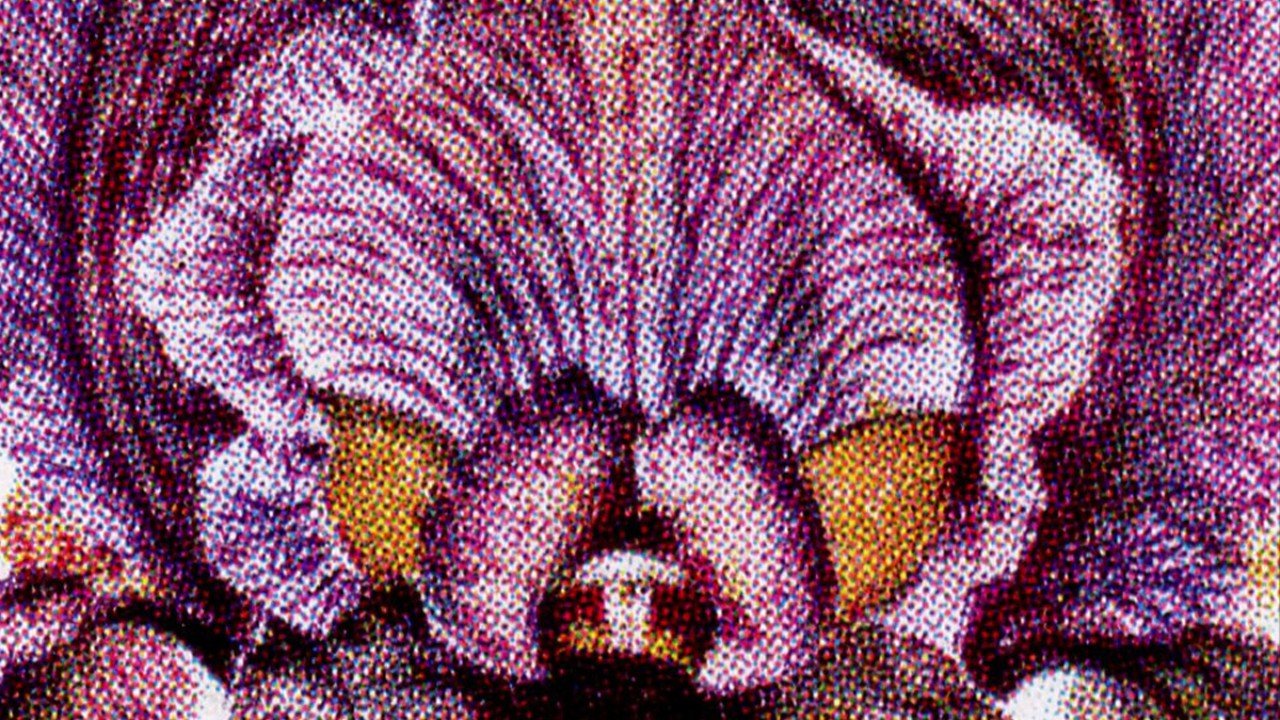 ¿Cómo refleja la flor de Palestina la difícil situación de su gente?