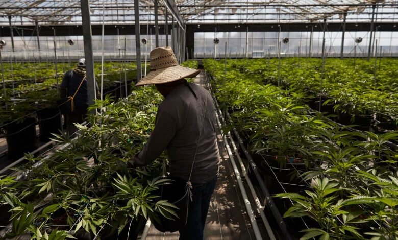 Los agentes chocan con los manifestantes durante las redadas de hielo en la granja de marihuana del sur de California