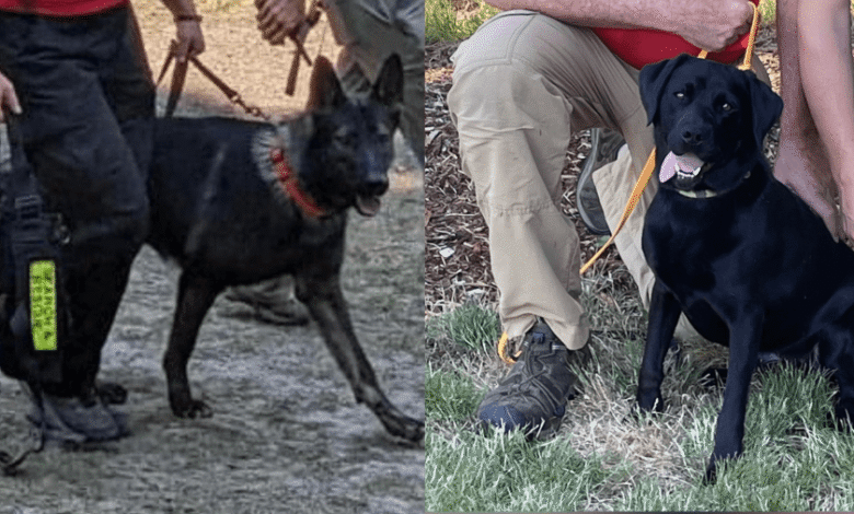 Oregon K9 equipos para ayudar en la búsqueda de víctimas de inundación de Texas desaparecidas Oregon K9 equipos para ayudar en la búsqueda de víctimas de inundación de Texas desaparecidas
