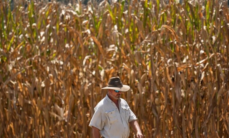 “Todos se quejan de que nunca han visto esto caliente”: el medio y el este de los Estados Unidos, que sufre de calor peligroso y prolongado “.