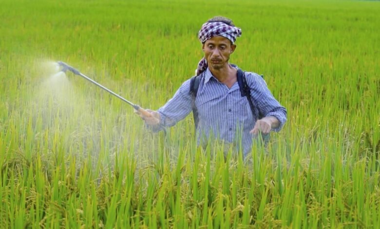 El sector agrícola todavía tiene la base del anuncio de los brotes de frijoles digitales.