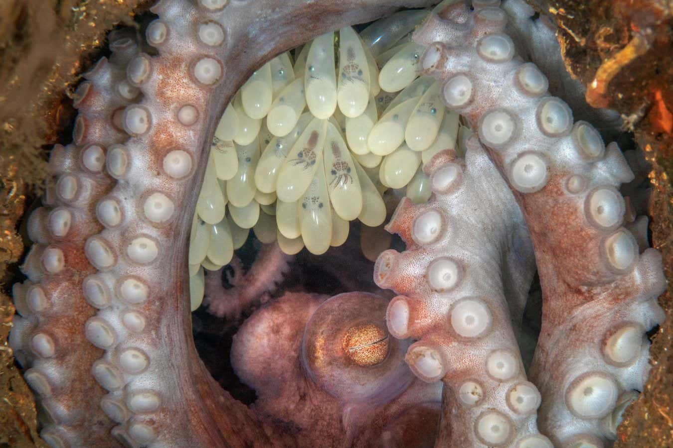 Inscribente foto de pulpo íntimo gana el premio de fotografía de agua