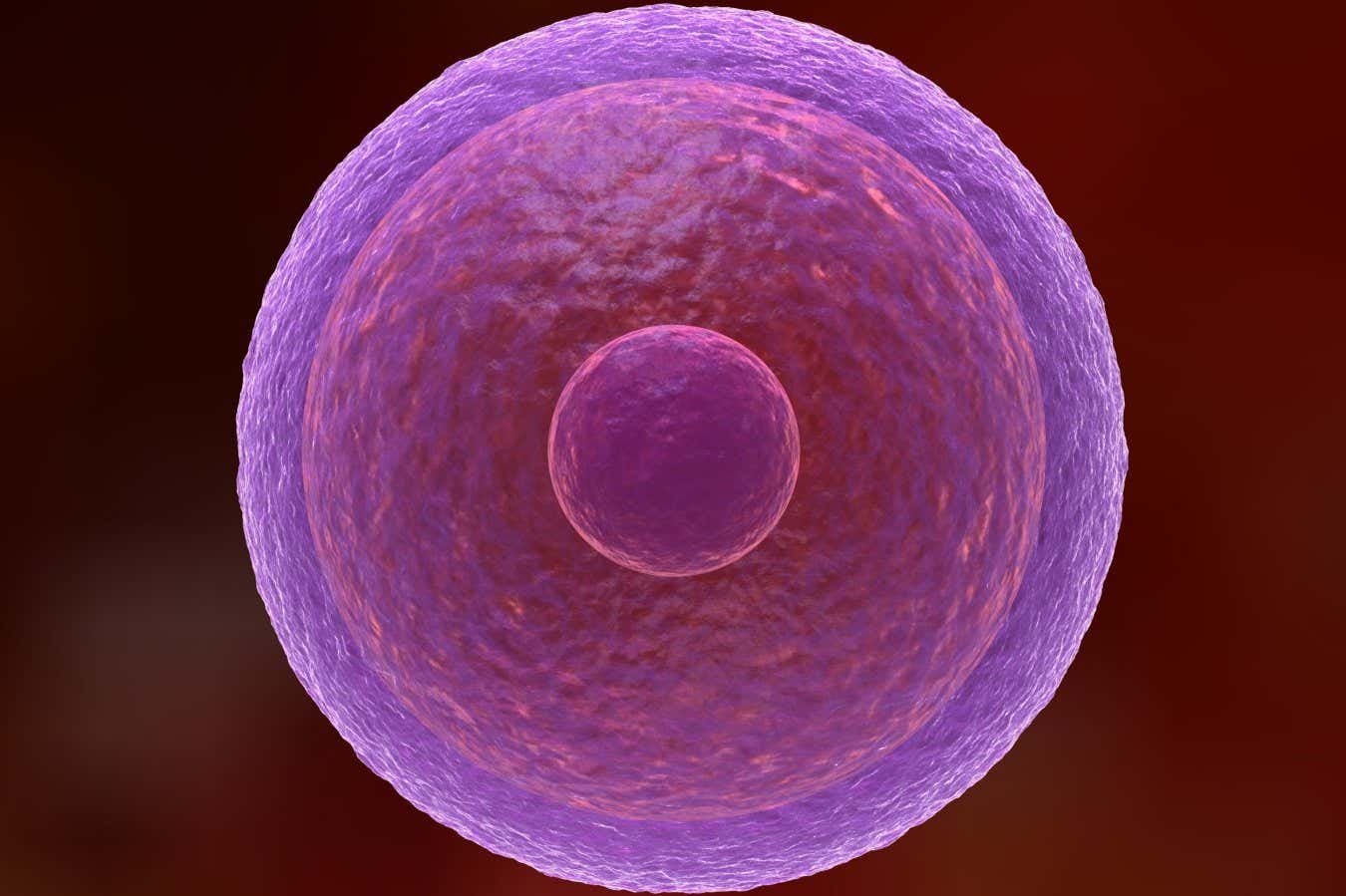 Cómo mantener los huevos humanos frescos durante décadas