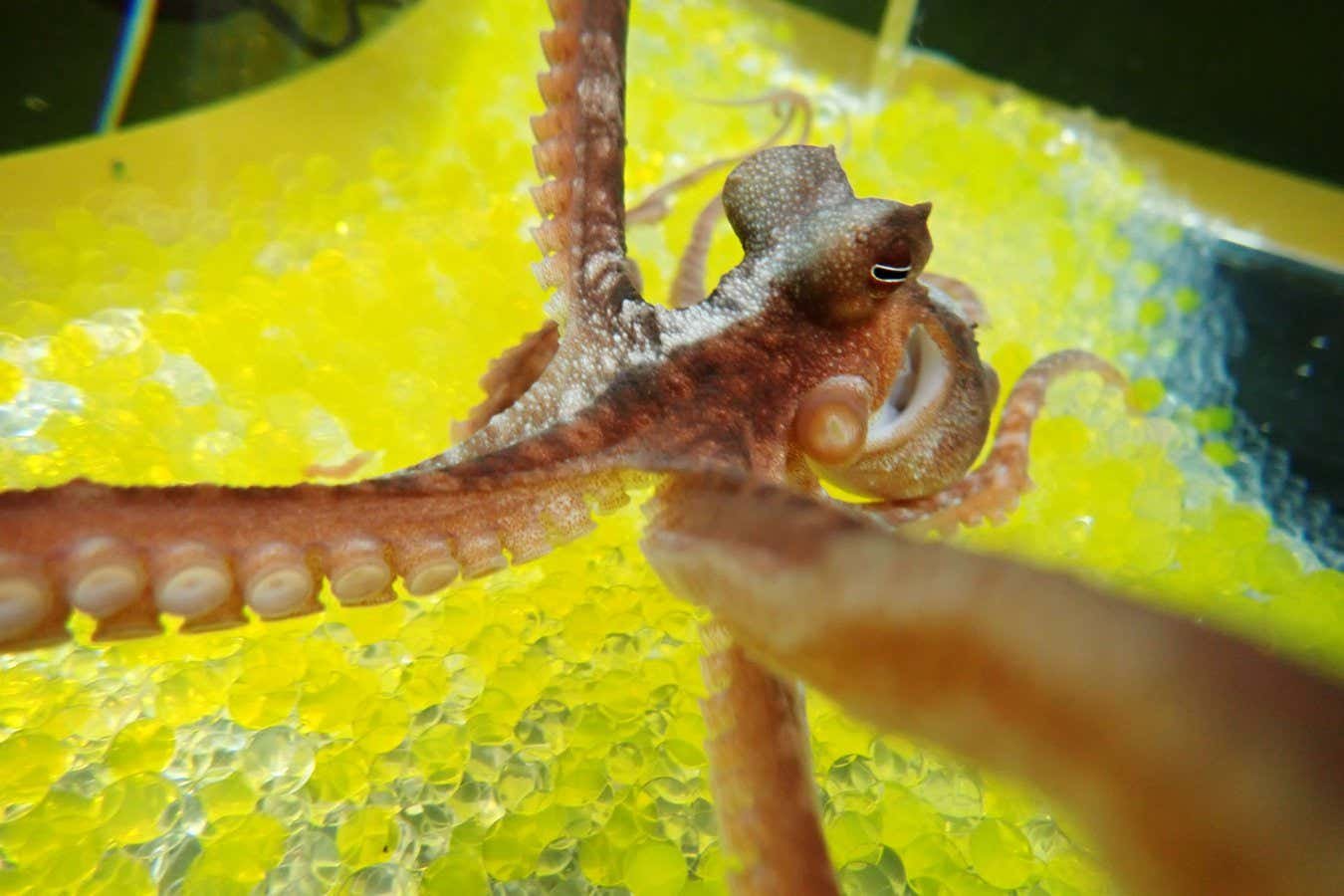 El pulpo se encuentra en la ilusión de la mano de goma al igual que nosotros.
