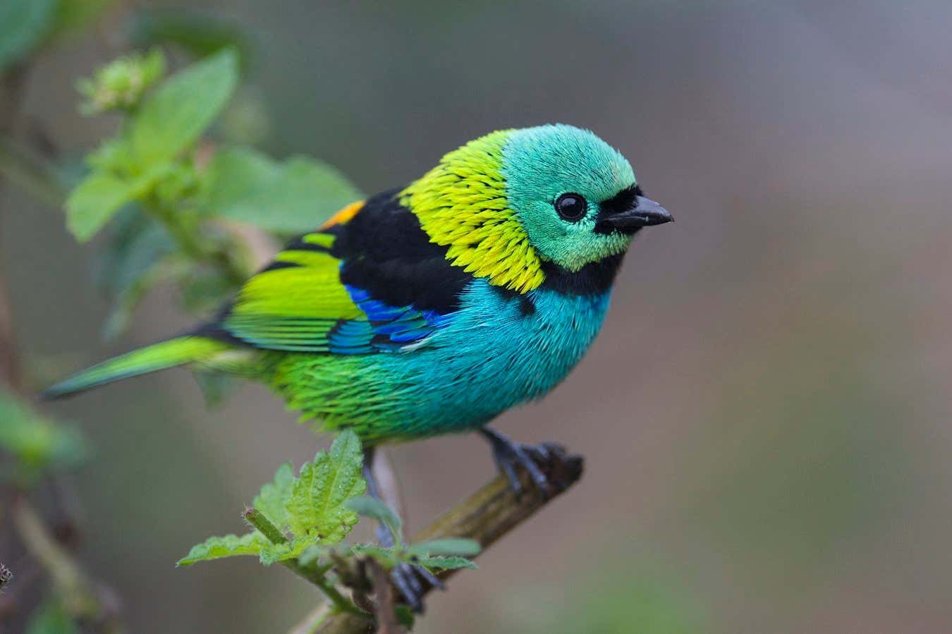 El secreto de lo que hace que los colores emanen a los increíbles pájaros