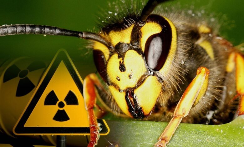 Colmena de avispas radiactivas encontradas en el sitio nuclear por funcionarios Colmena de avispas radiactivas encontradas en el sitio nuclear por funcionarios