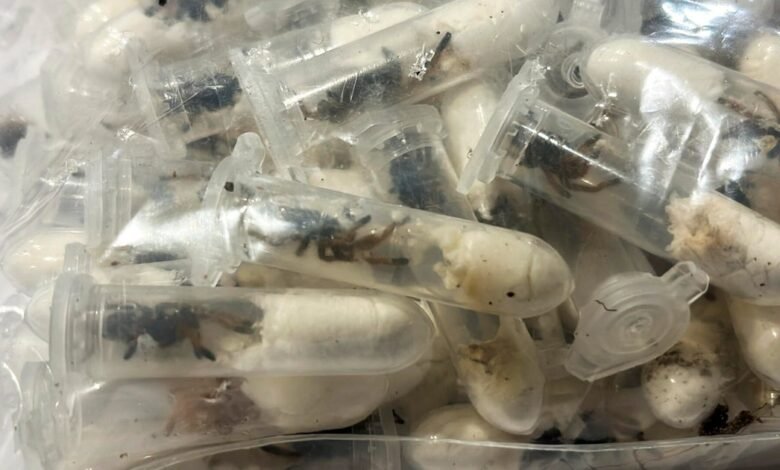 1.500 tarántulas encontrados rellenos en una caja de pastel de esponja en el aeropuerto alemán.