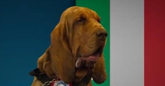 El policía de Bloodhound llamado Bruno mata con alimentos que tienen una uña brillante en Italia. El policía de Bloodhound llamado Bruno mata con alimentos que tienen una uña brillante en Italia.