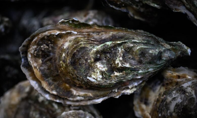 El naufragio de los naufragios del siglo de varios siglos en el Mar del Norte está lleno de raras ostras en la oferta para restaurar las especies marinas. El naufragio de los naufragios del siglo de varios siglos en el Mar del Norte está lleno de raras ostras en la oferta para restaurar las especies marinas.