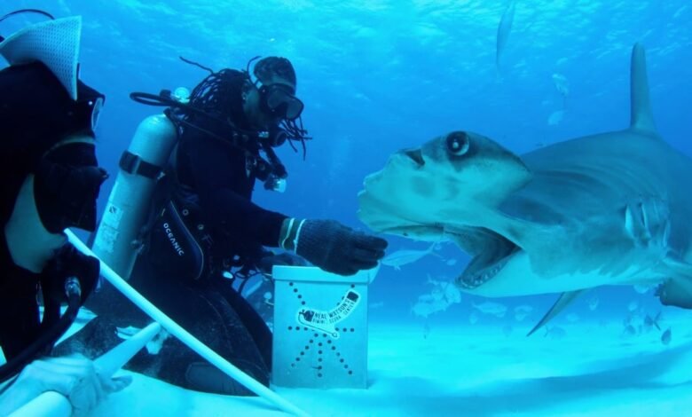 Revisión de ‘All the Sharks’: su competencia de realidad de verano atracón Revisión de ‘All the Sharks’: su competencia de realidad de verano atracón