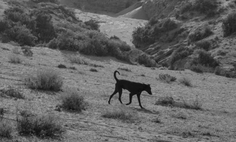 ¿Una solución para las moscas con manchas oscuras invadidas? Se encuentra su perro que se cría.