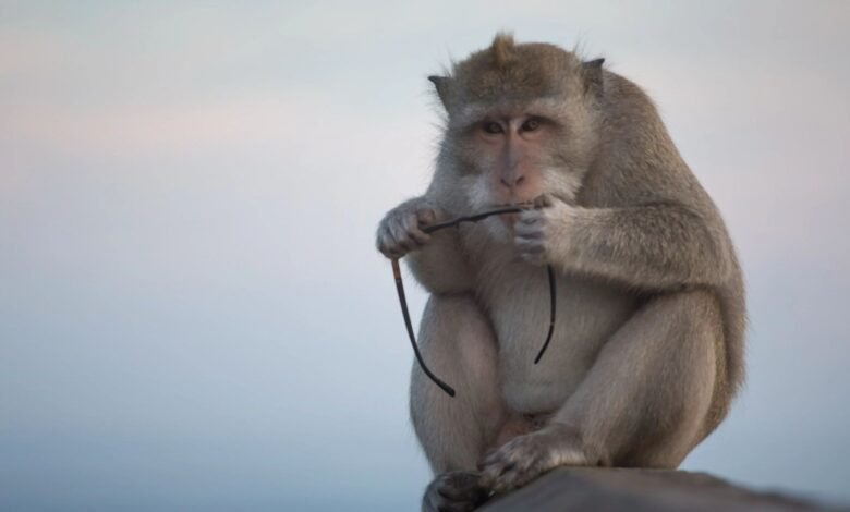 Pandilla de monos ‘estafadores’ atrapados atacados a los turistas y al hacer hasta diez teléfonos de lujo al día, para comerciar con comida Pandilla de monos ‘estafadores’ atrapados atacados a los turistas y al hacer hasta diez teléfonos de lujo al día, para comerciar con comida
