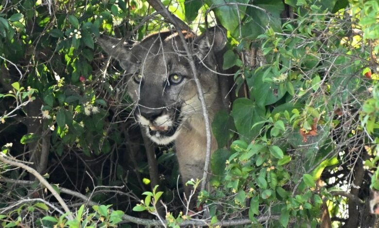‘¡Irse!’ SoCal Hiker captura un encuentro aterrador con Mountain Lion en video ‘¡Irse!’ SoCal Hiker captura un encuentro aterrador con Mountain Lion en video