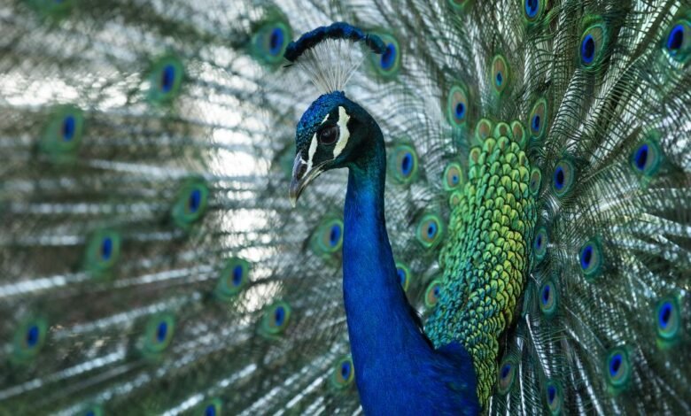 Amados pavos reales informaron robados del histórico Hotel California