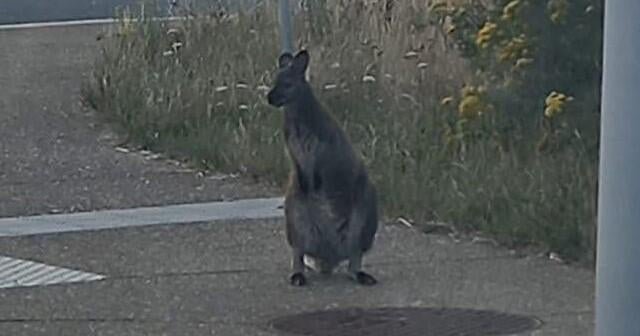 Los Wallabies escapar del recinto en Bélgica desencadenan a la policía, que consta de 2 países. Los Wallabies escapar del recinto en Bélgica desencadenan a la policía, que consta de 2 países.