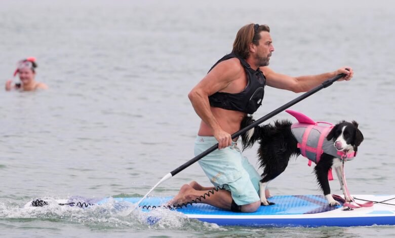Las imágenes muestran a los perros y sus propietarios en el paddowboard para un evento divertido en la costa sur de Inglaterra