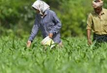 La industria de los fertilizantes está tratando de reducir GST al 5%. Llame al gobierno que solicite un crédito fiscal.