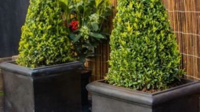 Los jardines de ventas excesivos dan a los elegantes plantadores falsos de plomo para comprar la última oportunidad para comprar a un precio más bajo de $ 30
