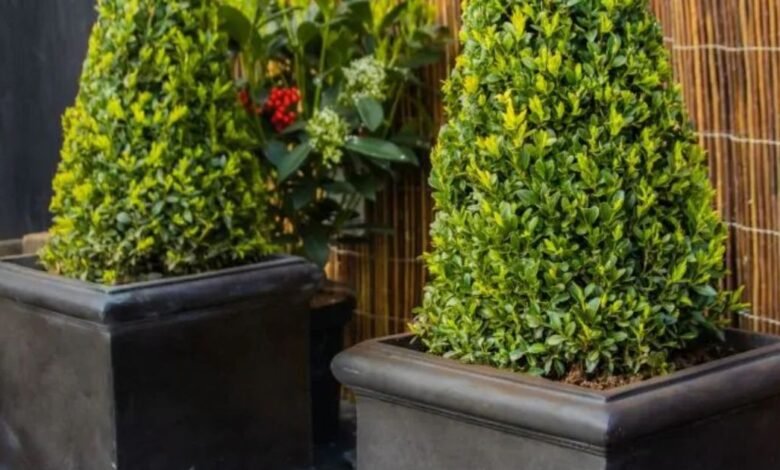 Los jardines de ventas excesivos dan a los elegantes plantadores falsos de plomo para comprar la última oportunidad para comprar a un precio más bajo de $ 30