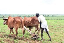 Con el 90% del área normal cubierta, los cultivos Kharif de la India sembran un 4% año tras año