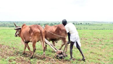 Con el 90% del área normal cubierta, los cultivos Kharif de la India sembran un 4% año tras año