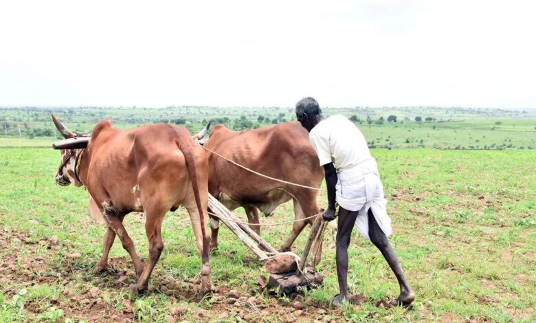 Con el 90% del área normal cubierta, los cultivos Kharif de la India sembran un 4% año tras año
