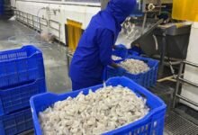 Las exportaciones de mariscos aún están prohibidas en 2024-25 a 7,45 mil millones de dólares.