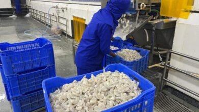 Las exportaciones de mariscos aún están prohibidas en 2024-25 a 7,45 mil millones de dólares.