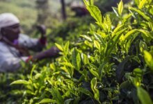 El Mii MII NAM de la India exporta un 9% a 133.50 millones de kilogramos en condiciones climáticas desfavorables.