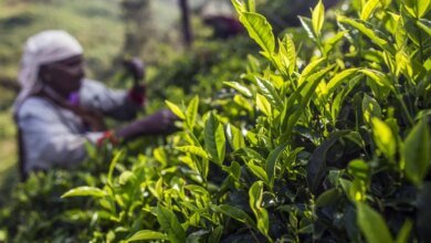 El Mii MII NAM de la India exporta un 9% a 133.50 millones de kilogramos en condiciones climáticas desfavorables.