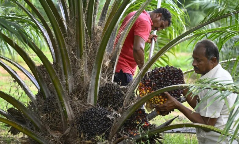 Las importaciones de aceite comestible se redujeron en un 9.87% en los primeros 9 meses de año petrolero 2024-25