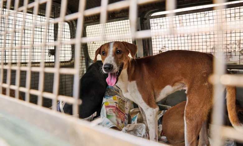 ‘Estos no son’ callejeros ‘sino perros comunitarios’ ‘Estos no son’ callejeros ‘sino perros comunitarios’