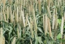Las plantas de Kharif sembran esta temporada, puede ser durante el último año: ICRA