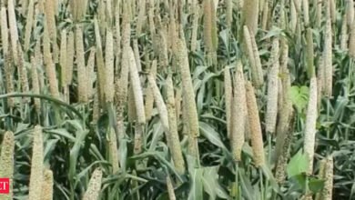 Las plantas de Kharif sembran esta temporada, puede ser durante el último año: ICRA