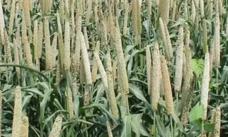 Las plantas de Kharif sembran esta temporada, puede ser durante el último año: ICRA Las plantas de Kharif sembran esta temporada, puede ser durante el último año: ICRA