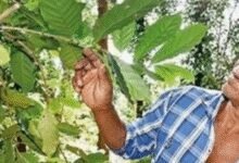 La nueva regla de la Unión Europea puede causar problemas en las exportaciones de café Araku.