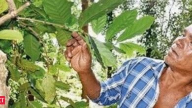 La nueva regla de la Unión Europea puede causar problemas en las exportaciones de café Araku.