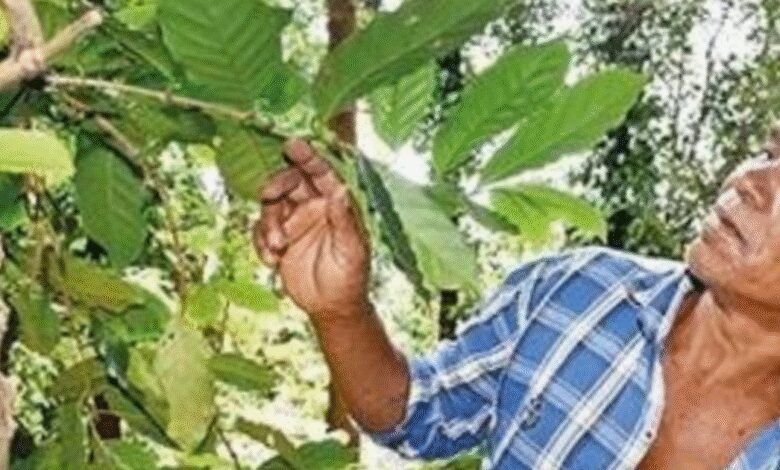 La nueva regla de la Unión Europea puede causar problemas en las exportaciones de café Araku.