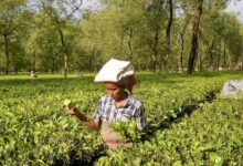 Solicitudes de la Asociación de Té de India DGFT para la revisión de las importaciones de té libres de impuestos