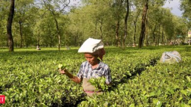 Solicitudes de la Asociación de Té de India DGFT para la revisión de las importaciones de té libres de impuestos