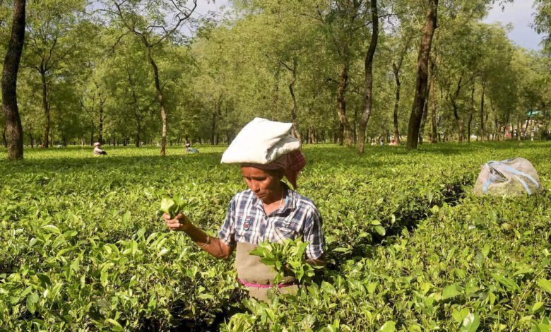 Solicitudes de la Asociación de Té de India DGFT para la revisión de las importaciones de té libres de impuestos