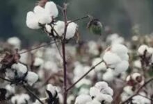 El sector textil exige que el gobierno deje el 11% del impuesto de importación.